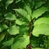 Syringa pinetorum -- Flieder